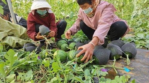 莱芜区吃瓜视频,揭秘当地美食文化盛宴