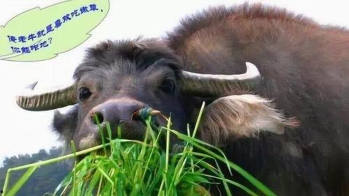 牛脖瓜怎么吃最好呢视频,视频教你如何烹饪最佳口感