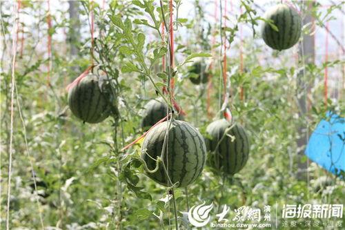 薛城吃瓜事件视频最新,揭秘网络热议背后的真相与争议
