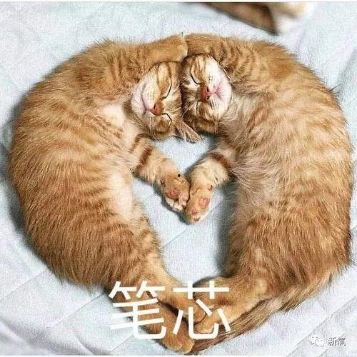 猫吃瓜睡觉的视频,萌态十足！