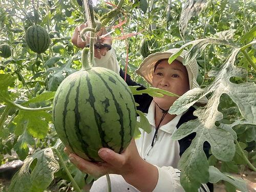 火山小视频新疆吃瓜,火山小视频带你领略瓜乡风情