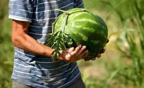 男子边吃瓜边掉瓜皮视频,男子边吃边掉瓜皮搞笑瞬间