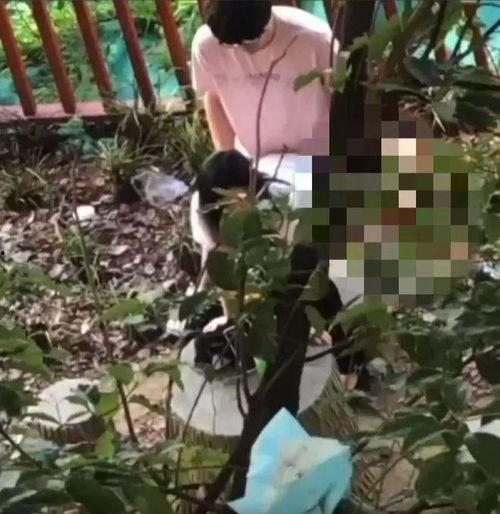 深圳树上吃瓜事件视频,网友热议的夏日街头一幕