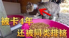 吃瓜的视频爆笑,吃瓜视频里的欢乐瞬间