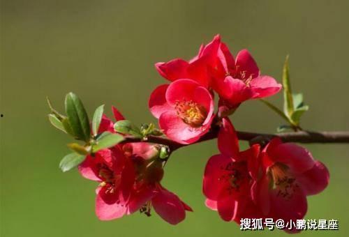 小鱼海棠吃瓜视频在哪,热门话题背后的故事