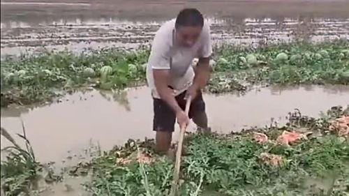 吃瓜怎么会拉肚子呢视频,吃瓜引发拉肚子的惊人真相揭秘