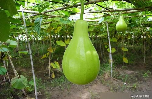 葫芦瓜能喂羊吃吗视频教程,营养搭配与喂养方法解析