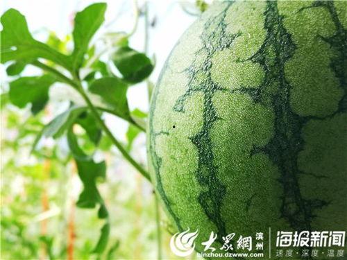 开头说吃大瓜的视频,趣味横生瞬间回顾