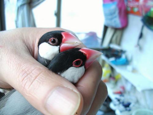 灰文鸟吃哈密瓜会死吗视频,灰文鸟食用哈密瓜致命之谜揭秘