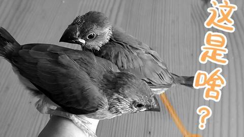 灰文鸟吃哈密瓜会死吗视频,灰文鸟食用哈密瓜致命之谜揭秘