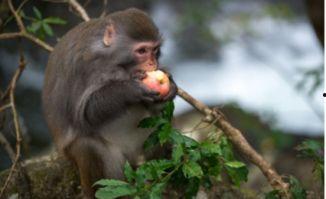 猴子吃瓜顺口溜大全视频,趣味横生的欢乐时光