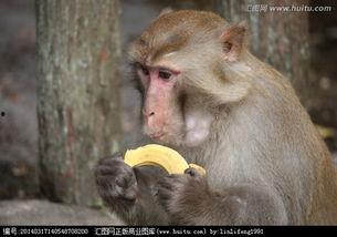 猴子吃瓜顺口溜大全视频,趣味横生的欢乐时光