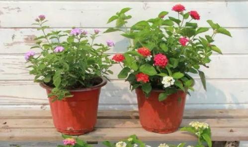 长沙最新吃瓜事件视频完整版,视频揭秘惊人真相