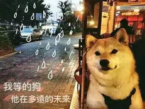 单身狗快乐吃瓜视频大全