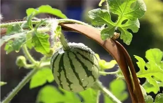 蚂蚁吃小瓜幼苗视频大全,自然界的奇妙生态现象