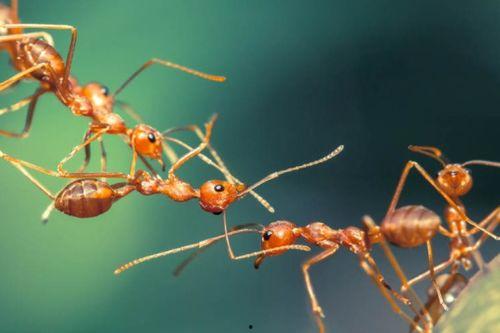 蚂蚁吃小瓜幼苗视频大全,自然界的奇妙生态现象