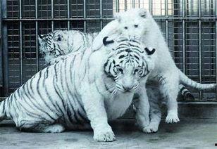 白虎瓜怎么吃最好吃视频,视频教你如何吃出最佳口感