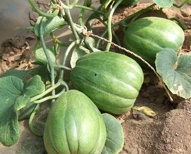 香瓜吃瓜视频完整版,揭秘瓜界奇闻，笑料横生的欢乐时光