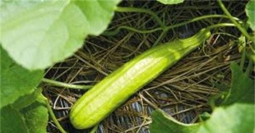 白色瓜可以煮熟吃吗视频