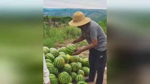 吃瓜游客视频大全下载,趣味瞬间，笑料横生