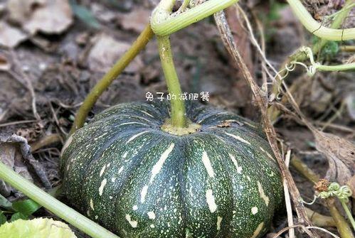 中国吃瓜纪录片全集视频,揭秘全民娱乐背后的故事