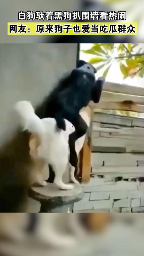 人和狗一起吃瓜视频,共享夏日清凉瓜果时光