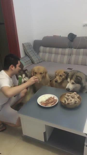 人和狗一起吃瓜视频,共享夏日清凉瓜果时光