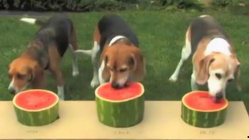 人和狗一起吃瓜视频,共享夏日清凉瓜果时光