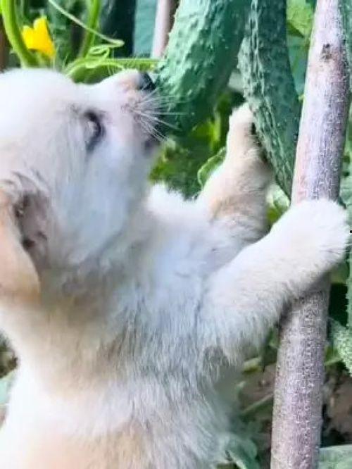 播放狗吃瓜搞笑视频下载,萌态可掬笑翻网友