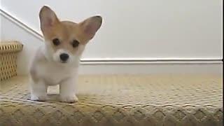 播放狗吃瓜搞笑视频下载,萌态可掬笑翻网友