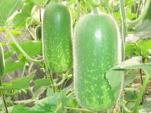 云南新婚吃瓜视频大全,一场视觉与味蕾的双重盛宴