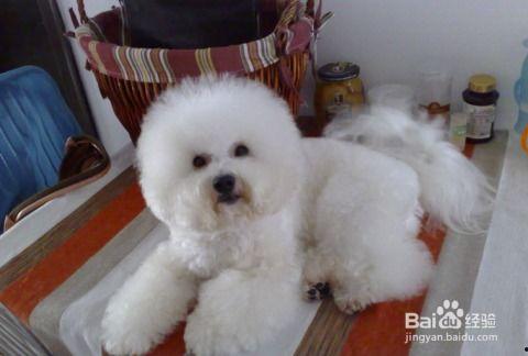 比熊可以吃松瓜吗视频,揭秘松瓜的适宜性