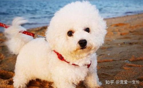 比熊可以吃松瓜吗视频,揭秘松瓜的适宜性